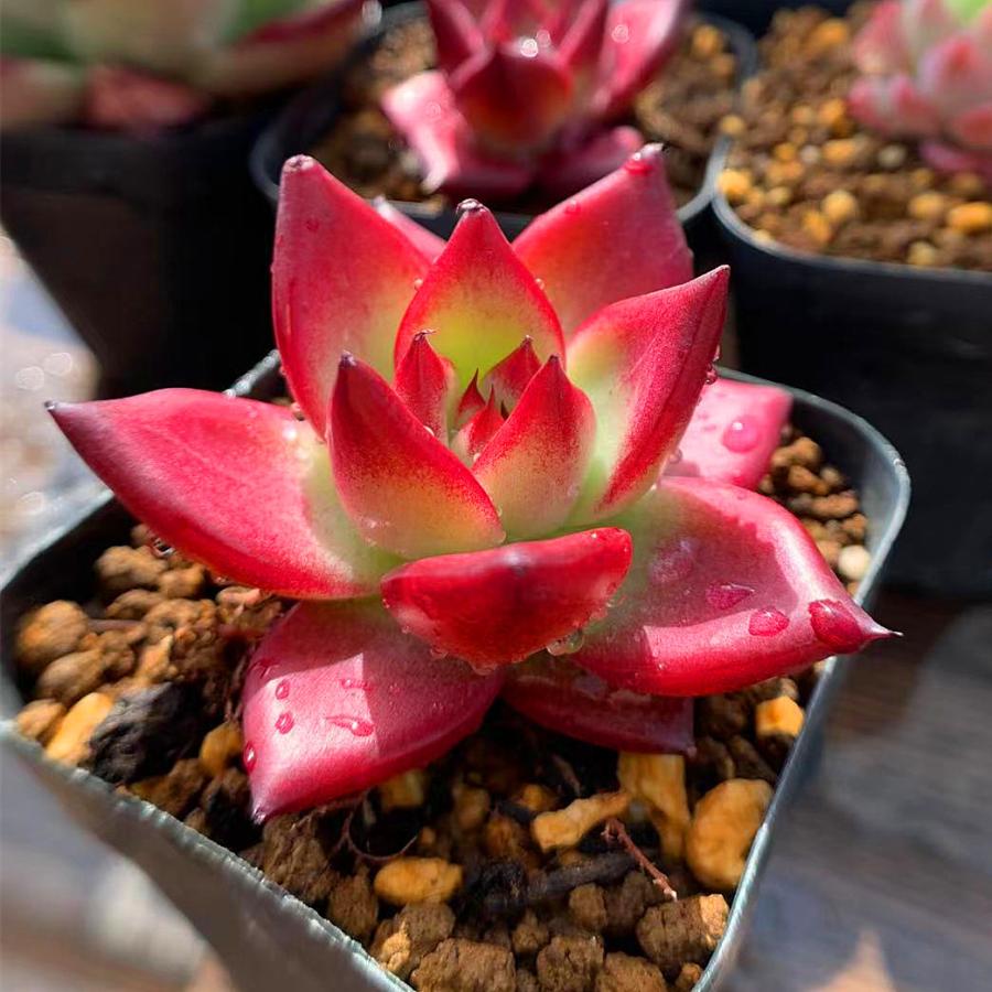 農園直売 多肉植物 寄せ植え エケベリア属 ロメオルビンXコロラータ