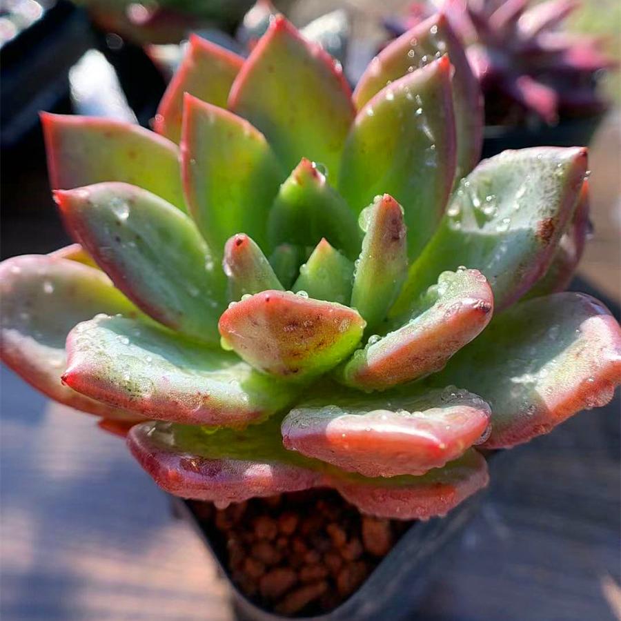 買い取り 農園直売 多肉植物 寄せ植え エケベリア属 シャンペーン 大 美苗 ウォーターマーク付き 抜き