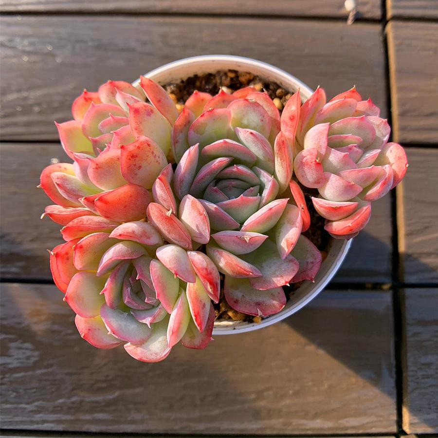 農園直売 多肉植物 寄せ植え エケベリア属 ストロベリーアイス（群