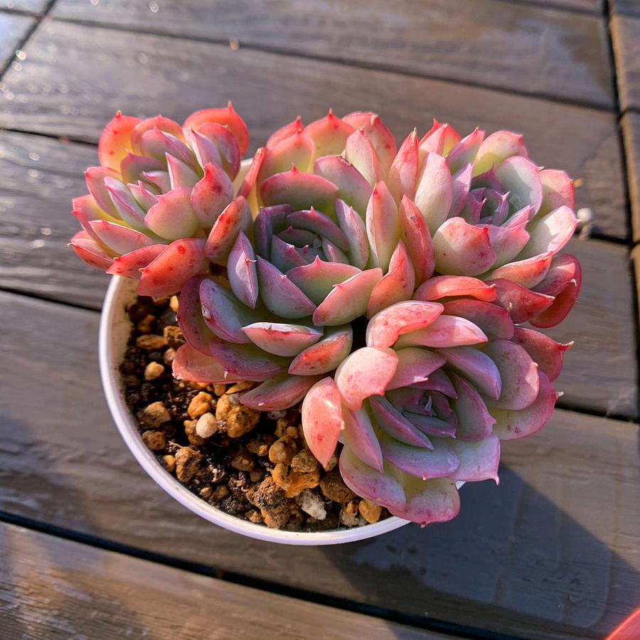 農園直売 多肉植物 寄せ植え エケベリア属 ストロベリーアイス（群