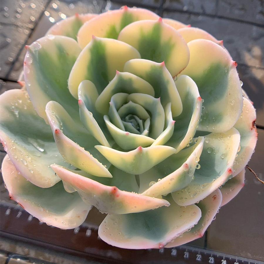 農園直売 多肉植物 寄せ植え エケベリア属 ルノーディーン(超 農園直売 多肉植物 寄せ植え エケベリア属 ルノーディーン(超