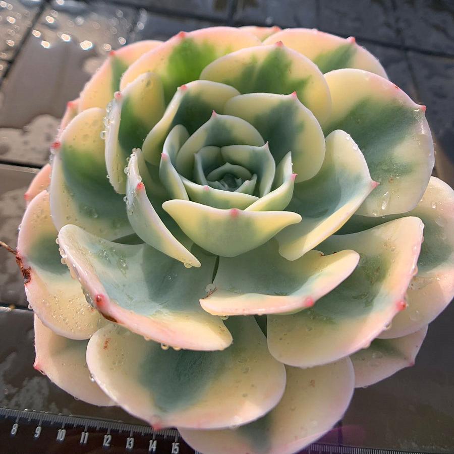 農園直売 多肉植物 寄せ植え エケベリア属 ルノーディーン（超レア