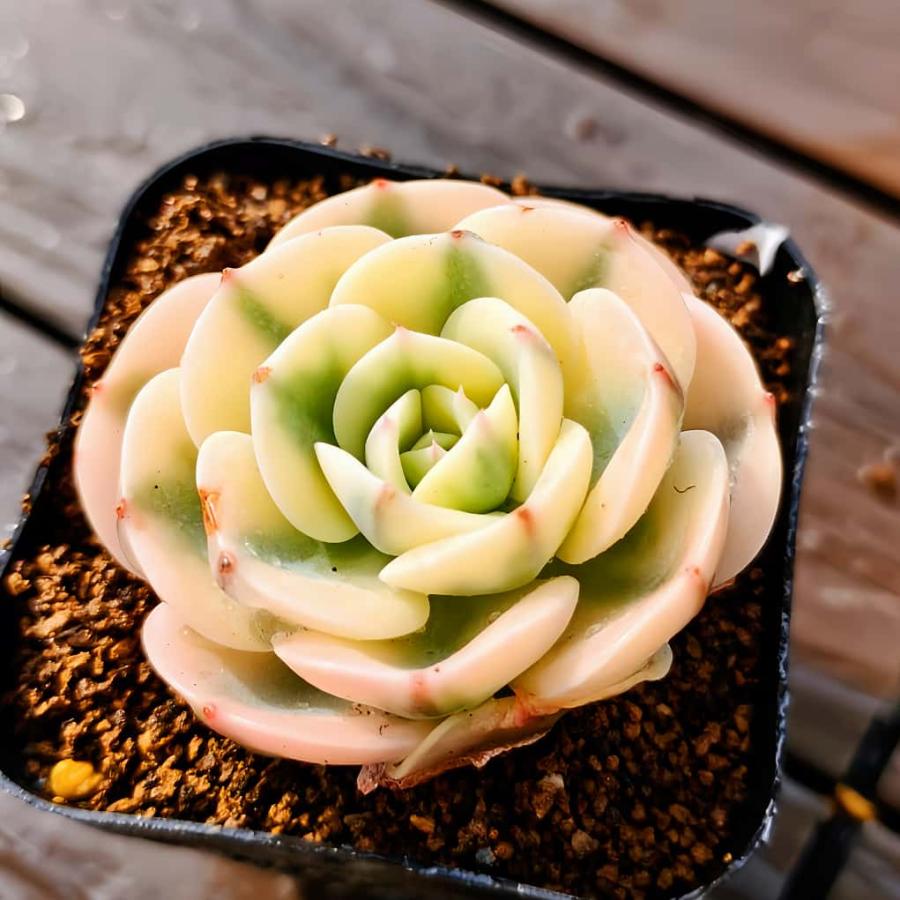 農園直売 多肉植物 寄せ植え エケベリア属 ルノーディーン斑入り(錦