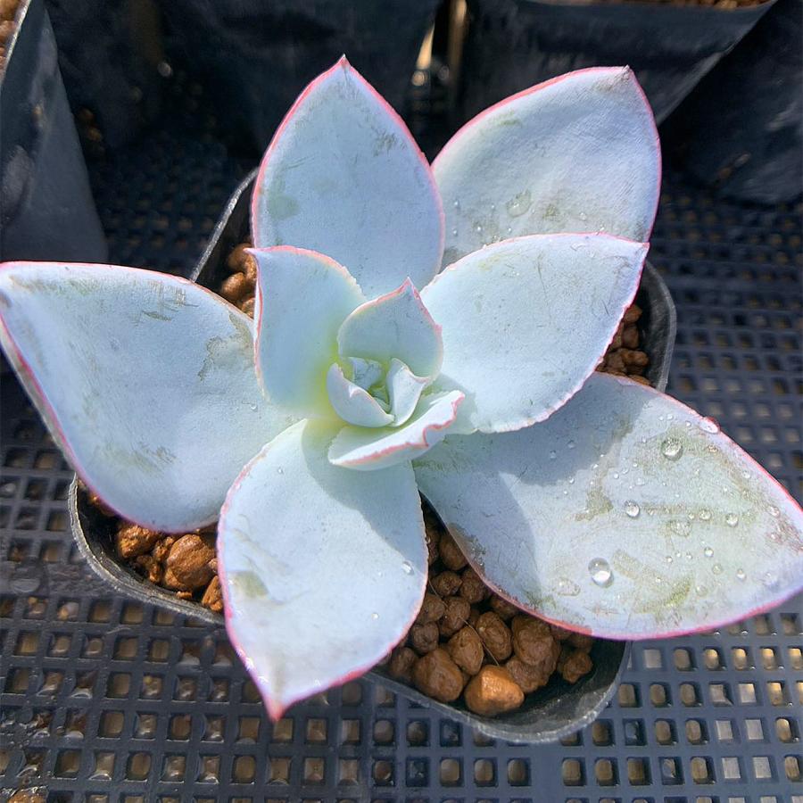 農園直売 多肉植物 寄せ植え エケベリア属 カンテ（中） 抜き苗 観葉