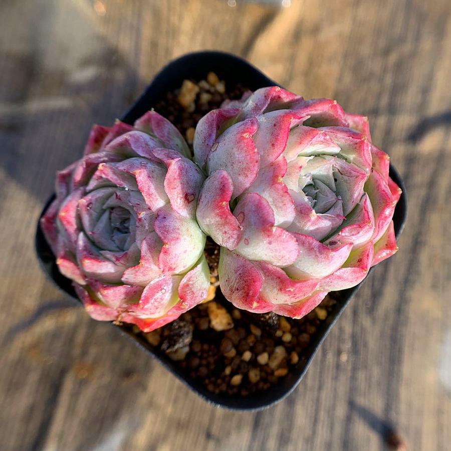 新製品情報も満載 農園直売 多肉植物 寄せ植え エケベリア属 バラの月影 2頭 抜き苗 観葉植物 インテリア
