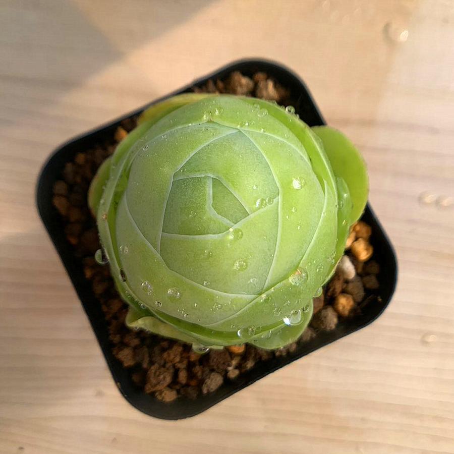 農園直売 多肉植物 寄せ植え グリノービア属 オーレア エッグ 超美苗