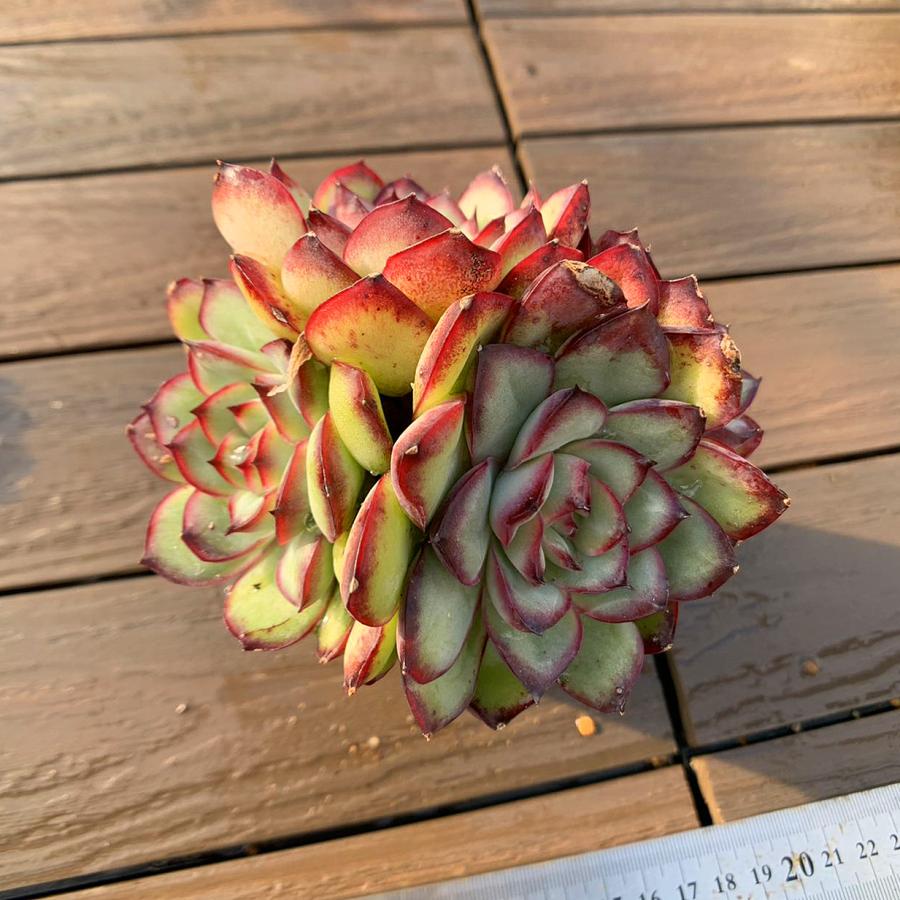 多肉植物 寄せ植え 軽石鉢 エケベリア セダム ネルソル なし ロックガーデン 多肉植物 寄せ植え 軽石鉢 エケベリア セダム ネルソル なし ロック