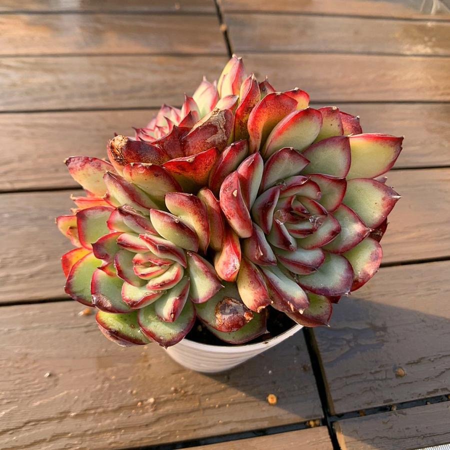 農園直売 多肉植物 寄せ植え エケベリア属 メキシコポルデンシス（群