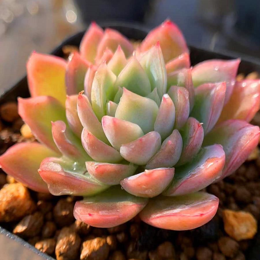 農園直売 多肉植物 寄せ植え エケベリア属 アイスクリーム（単） 抜き