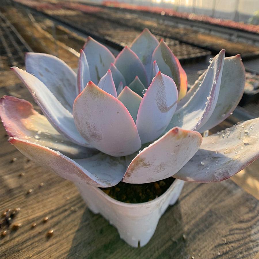 農園直売 多肉植物 寄せ植え エケベリア属 カンテ（特大） 美苗 抜き苗