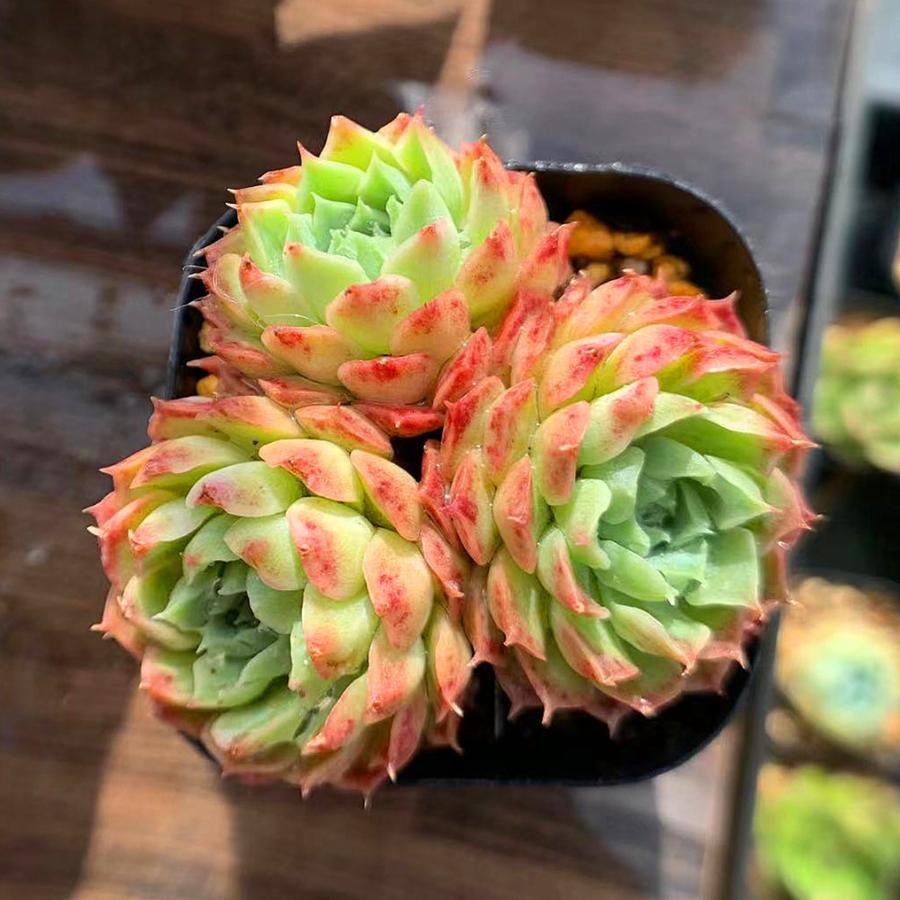 農園直売 多肉植物 寄せ植え エケベリア属 Purple Romantic 新品種 美苗 抜き苗 観葉