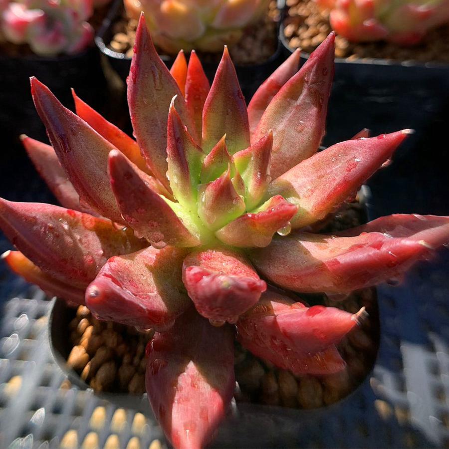農園直売 多肉植物 寄せ植え エケベリア属 メタルルージュ ウォーターマーク付き 新品種 抜き苗 観葉植物 インテリア :10356:多肉専門VERVE - 通販 - Yahoo!ショッピング 農園直売 多肉植物 寄せ植え エケベリア属 メタルルージュ ウォーターマーク付き 新品種 抜き苗 観葉植物 インテリア :10356:多肉専門VERVE - 通販 - Yahoo!ショッピング