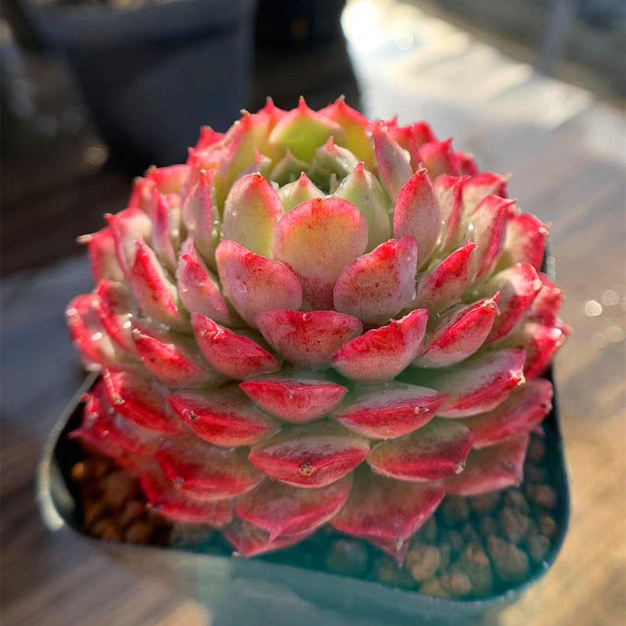 とっておきし福袋 農園直売 多肉植物 寄せ植え エケベリア属 red kusu 新品種 抜き苗 観葉植物 インテリア 多肉専門VERVE とっておきし福袋 農園直売 多肉植物 寄せ植え エケベリア属 red kusu 新品種 抜き苗 観葉植物 インテリア 多肉専門VERVE