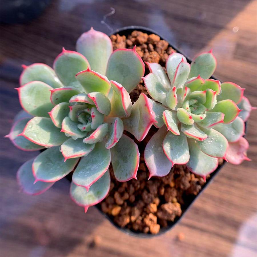 農園直売 多肉植物 寄せ植え エケベリア属 May Flower 2頭 抜き苗 観葉植物 インテリア 多肉専門verve 通販 Yahoo ショッピング