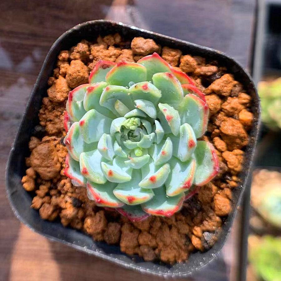 農園直売 多肉植物 寄せ植え エケベリア属 シエラecheveria Sierra 抜き苗 観葉植物 インテリア 多肉専門verve 通販 Yahoo ショッピング