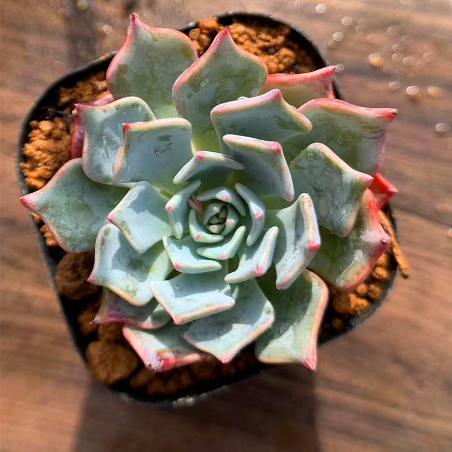 農園直売 多肉植物 寄せ植え エケベリア属 悪魔の翼 抜き苗 観葉植物 