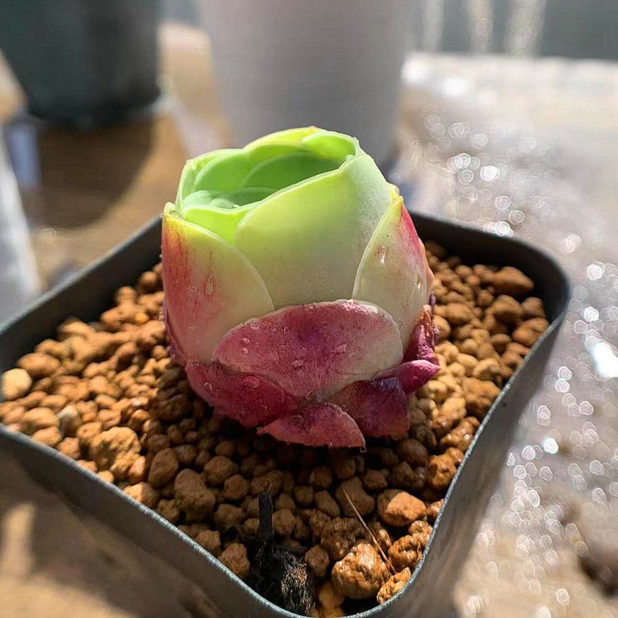 農園直売 多肉植物 寄せ植え グリノービア属 水蜜桃 新品種 抜き苗