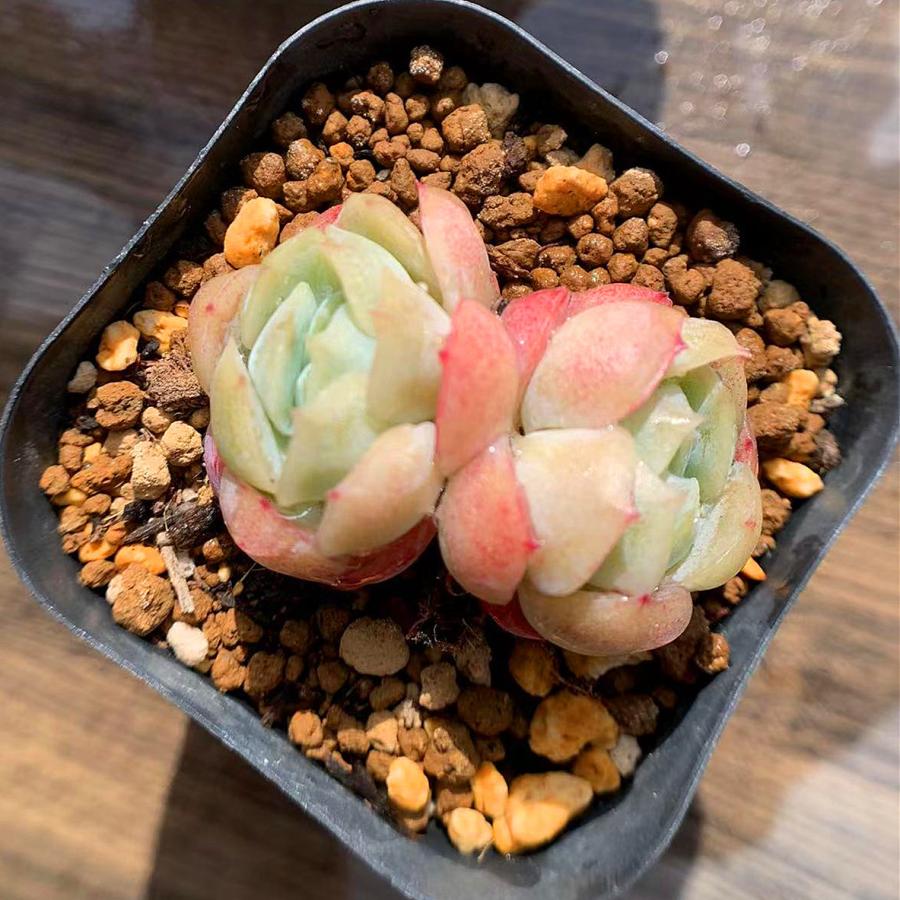 農園直売 多肉植物 寄せ植え エケベリア レモンベリー(2頭) Lemonberry 抜き苗 観葉植物 インテリア|taniku-verve|02