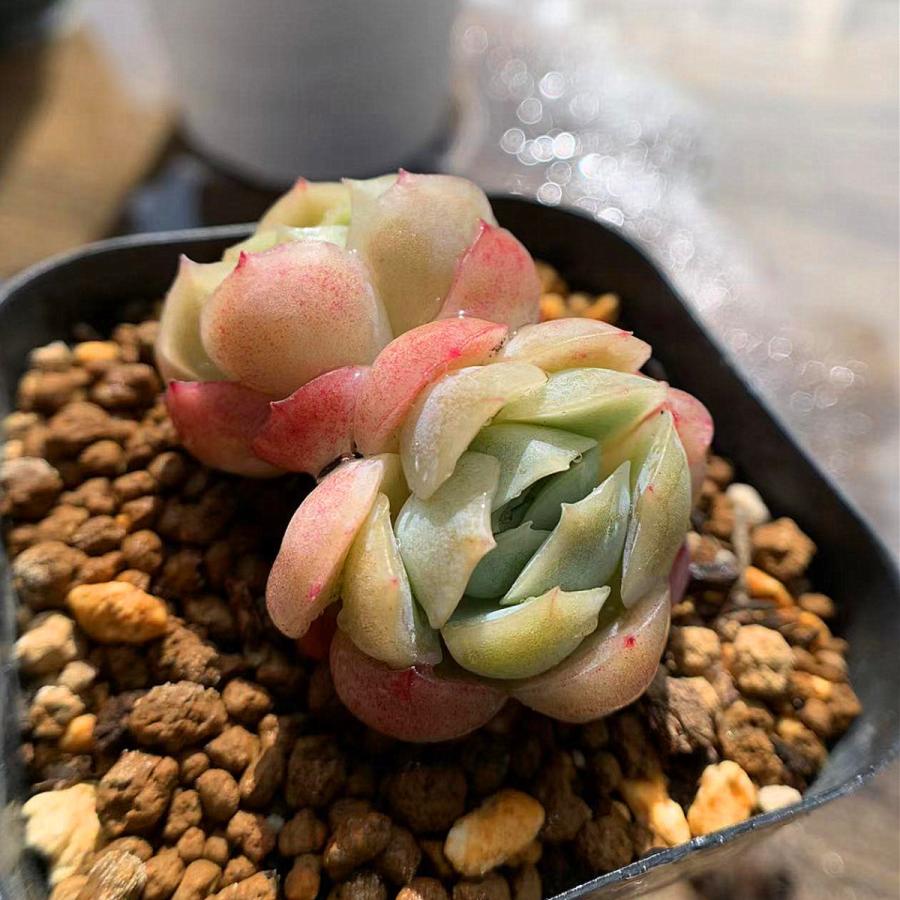 農園直売 多肉植物 寄せ植え エケベリア レモンベリー(2頭) Lemonberry 抜き苗 観葉植物 インテリア|taniku-verve|03