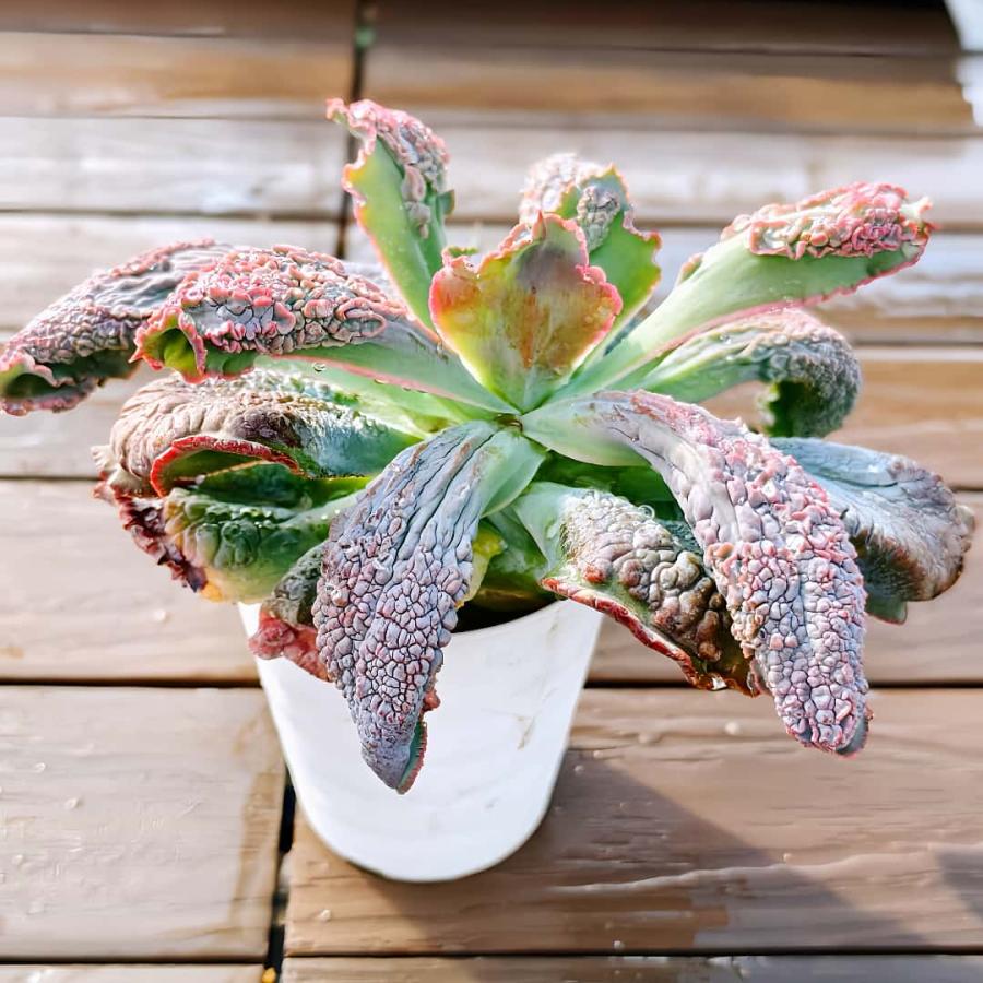 バロン★多肉ペイント 農園直売 多肉植物 寄せ植え エケベリア属 バロンボルト（単）特特大