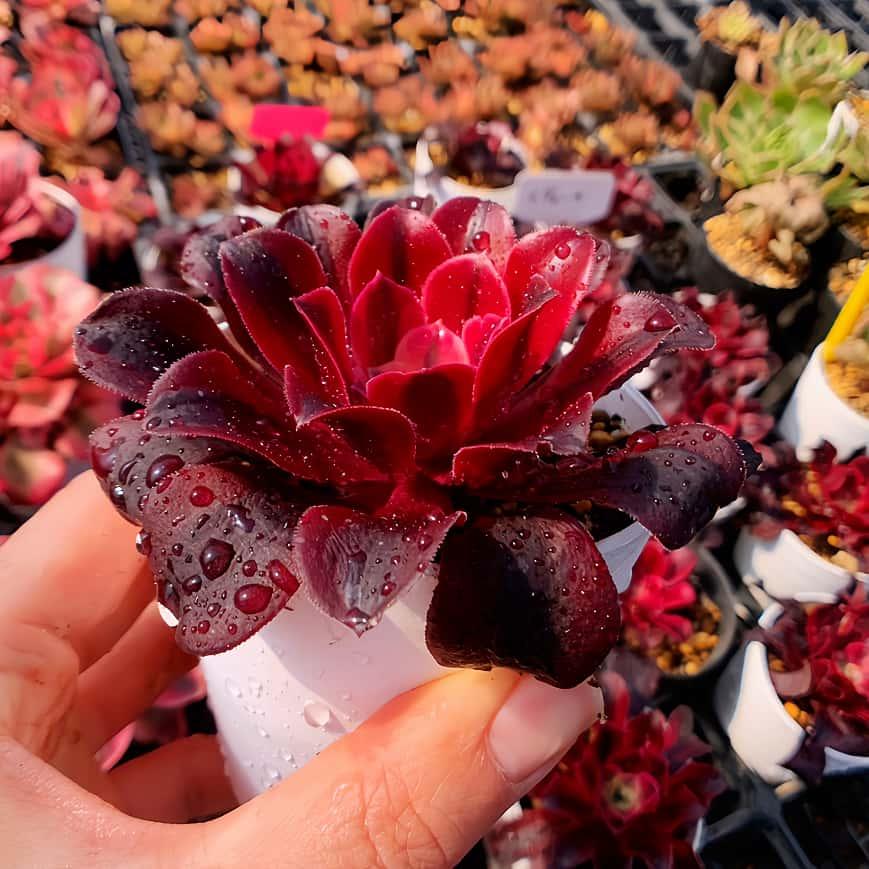 農園直売 多肉植物 寄せ植え アエオニウム属 メデューサ（単）美苗