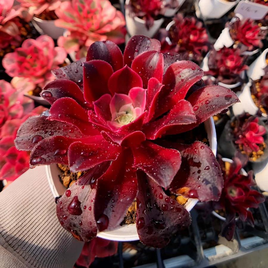 農園直売 多肉植物 寄せ植え アエオニウム属 メデューサ（単）美苗