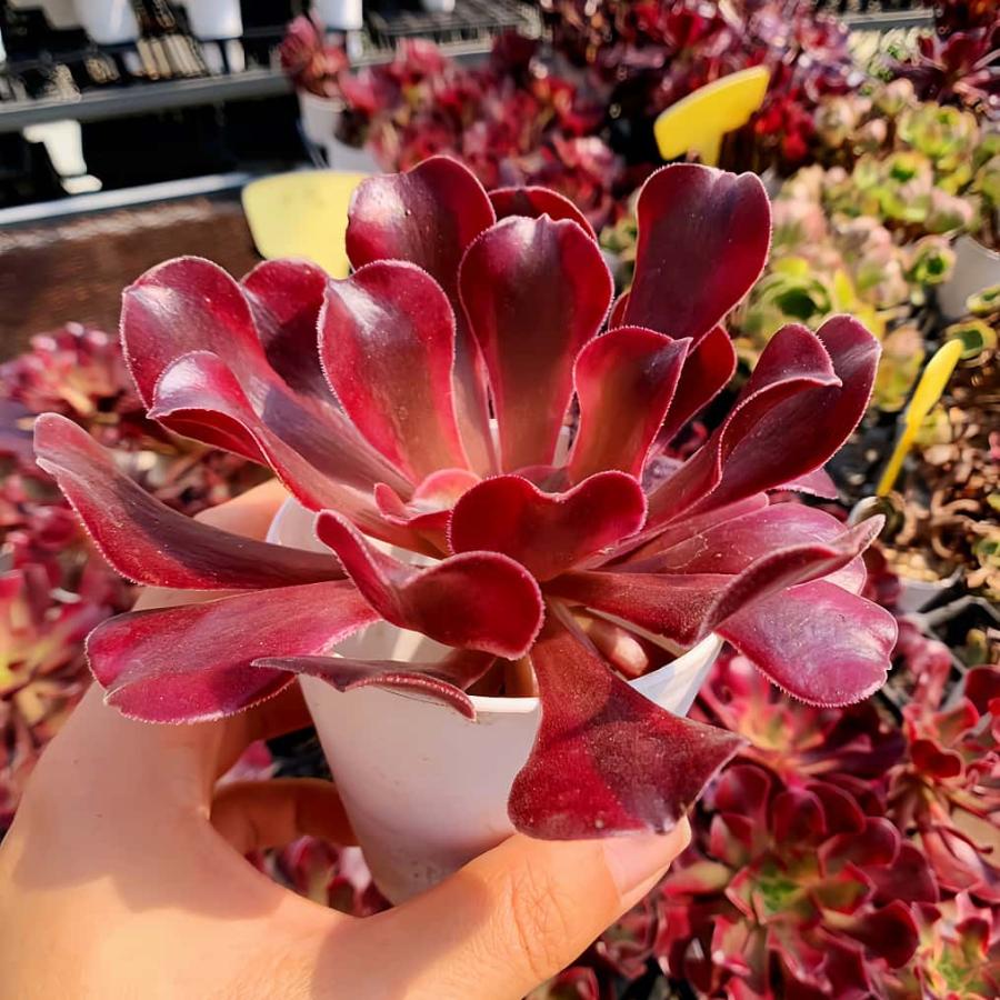 農園直売 多肉植物 寄せ植え アエオニウム属 メデューサ（単）美苗