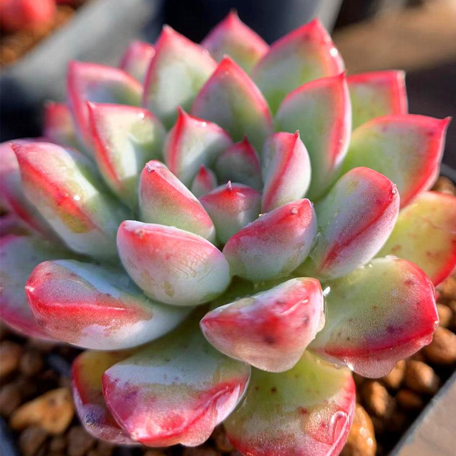 農園直売 多肉植物 寄せ植え エケベリア属 Echeveria Beniothine 単 抜き苗 観葉植物 インテリア 多肉専門verve 多肉専門verve 通販 Yahoo ショッピング