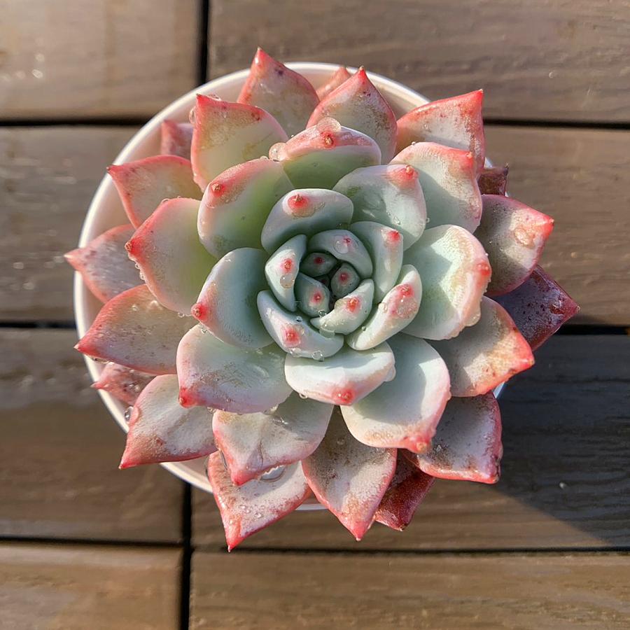 農園直売 多肉植物 寄せ植え エケベリア属 ピンクブルーバード（単