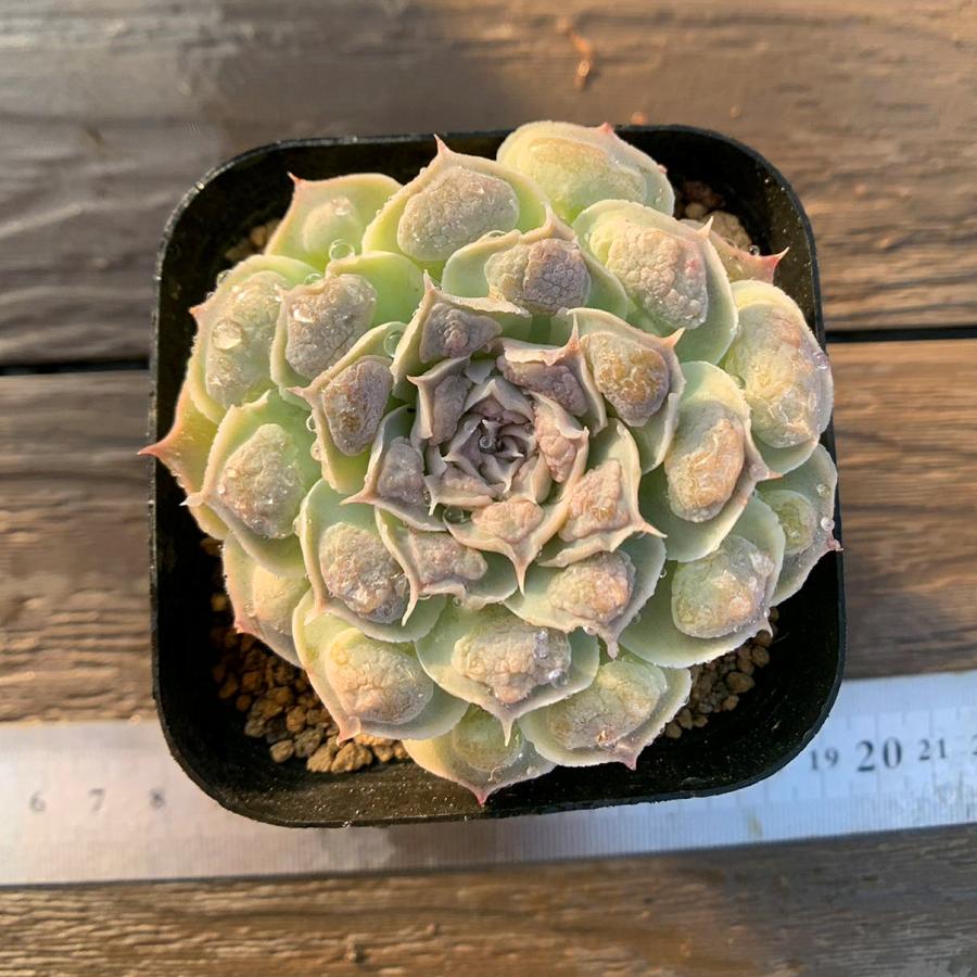 農園直売 多肉植物 寄せ植え エケベリア属 ハートチョイス 希少 抜き苗