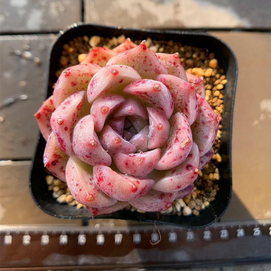 農園直売 多肉植物 寄せ植え エケベリア属 白桃 新品種 抜き苗 観葉