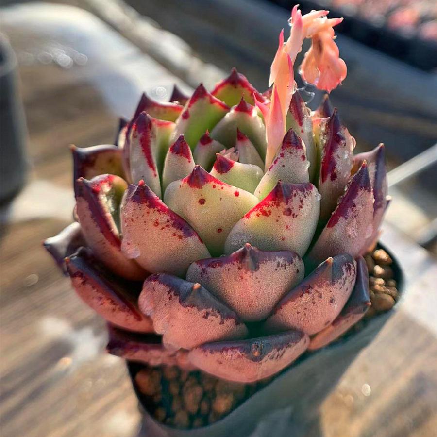 農園直売 多肉植物 寄せ植え エケベリア属 agavoides Halloween(大) 美苗 抜き苗 観葉植物 インテリア :10428:多肉専門VERVE - 通販 - Yahoo!ショッピング 農園直売 多肉植物 寄せ植え エケベリア属 agavoides Halloween(大) 美苗 抜き苗 観葉植物 インテリア :10428:多肉専門VERVE - 通販 - Yahoo!ショッピング