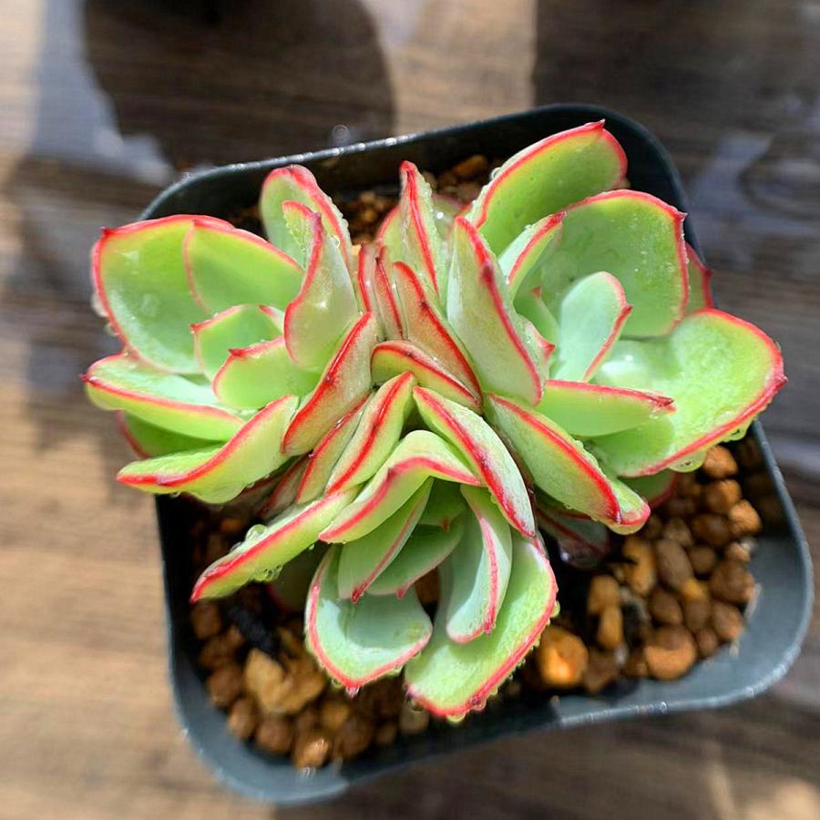 激安卸販売新品 農園直売 多肉植物 寄せ植え エケベリア属 パナメラ 3頭 抜き苗 観葉植物 インテリア 多肉専門verve