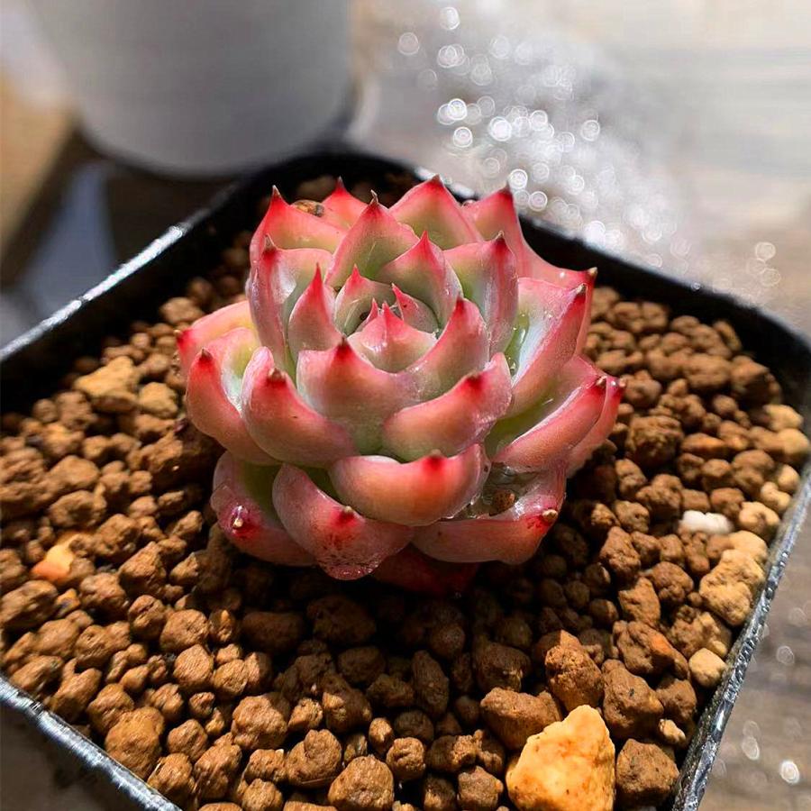 農園直売 多肉植物 寄せ植え エケベリア属 クリスタルローズ 韓国 抜き苗 観葉植物 インテリア 多肉専門verve 多肉専門verve 通販 Yahoo ショッピング