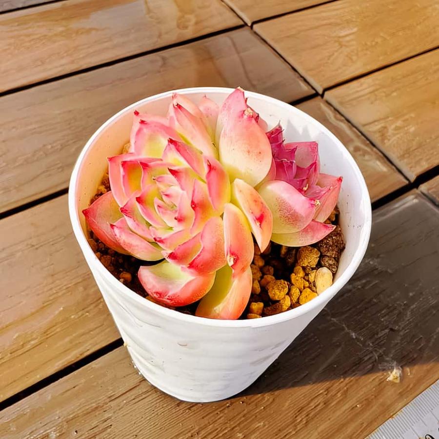 農園直売 多肉植物 寄せ植え エケベリア属 クリスタルローズ（2頭