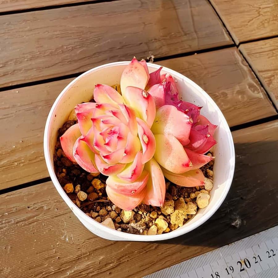 農園直売 多肉植物 寄せ植え エケベリア属 クリスタルローズ（2頭