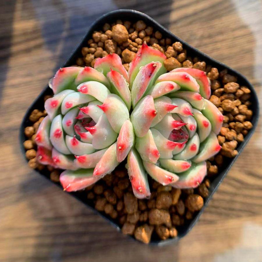 239円 最大43%OFFクーポン 農園直売 多肉植物 寄せ植え エケベリア属 チワワエンシス 2頭 抜き苗 観葉植物 インテリア 多肉専門VERVE 239円 最大43%OFFクーポン 農園直売 多肉植物 寄せ植え エケベリア属 チワワエンシス 2頭 抜き苗 観葉植物 インテリア 多肉専門VERVE
