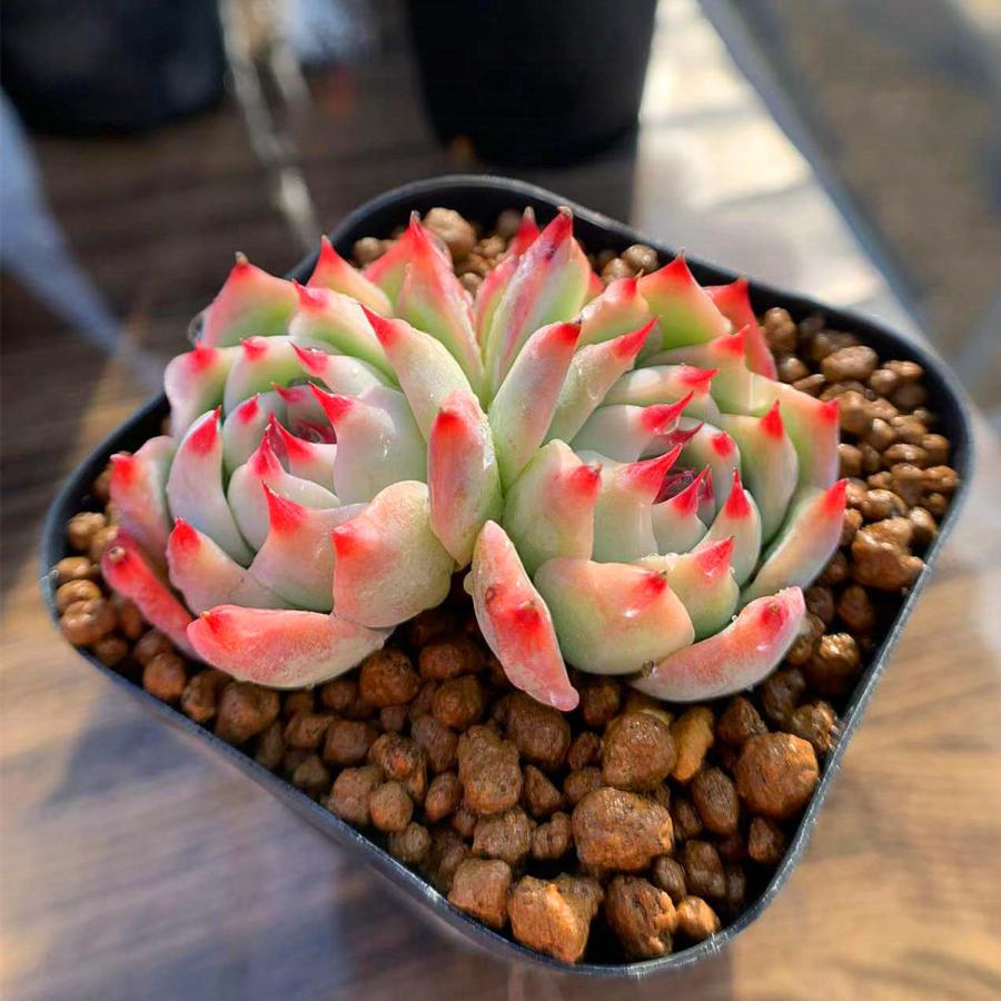 239円 最大43%OFFクーポン 農園直売 多肉植物 寄せ植え エケベリア属 チワワエンシス 2頭 抜き苗 観葉植物 インテリア 多肉専門VERVE 239円 最大43%OFFクーポン 農園直売 多肉植物 寄せ植え エケベリア属 チワワエンシス 2頭 抜き苗 観葉植物 インテリア 多肉専門VERVE