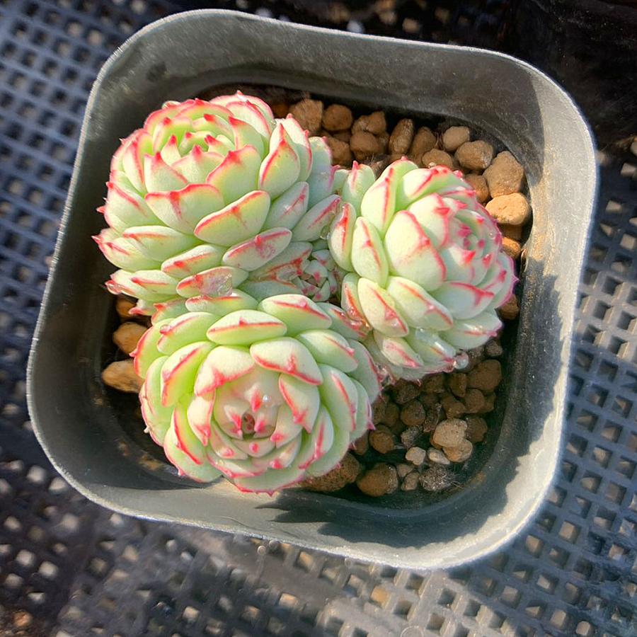 農園直売 多肉植物 寄せ植え エケベリア属 ´Vincent Catto´ hyb(群