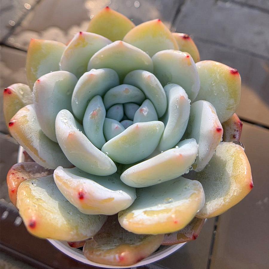 農園直売 多肉植物 寄せ植え エケベリア属 ラウイxモンロー（特大