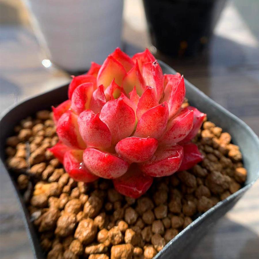 人気絶頂 ピンクチップス 農園直売 エケベリア属 観葉植物 多肉植物 Tips Pink 寄せ植え 人気絶頂 ピンクチップス 農園直売 エケベリア属 観葉植物 多肉植物 Tips Pink 寄せ植え