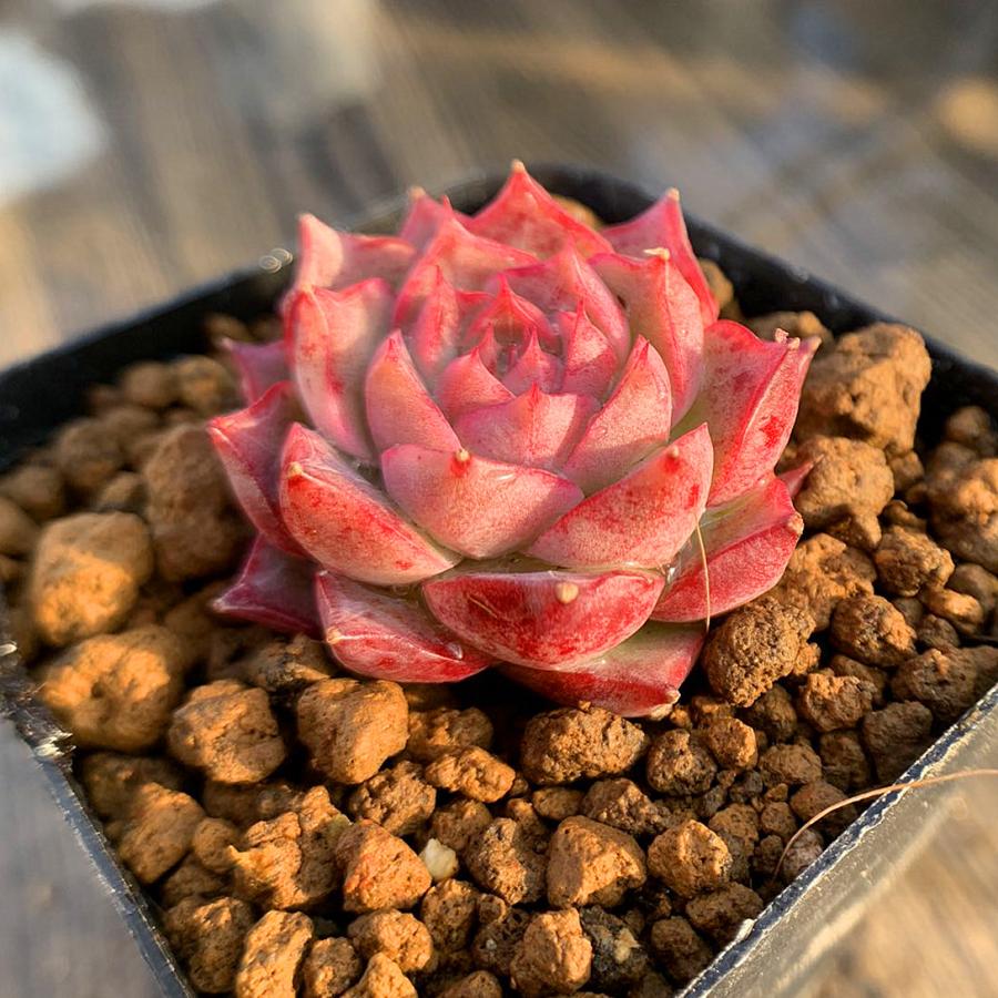 農園直売 多肉植物 寄せ植え エケベリア属 氷の白鳥 新品種 抜き苗