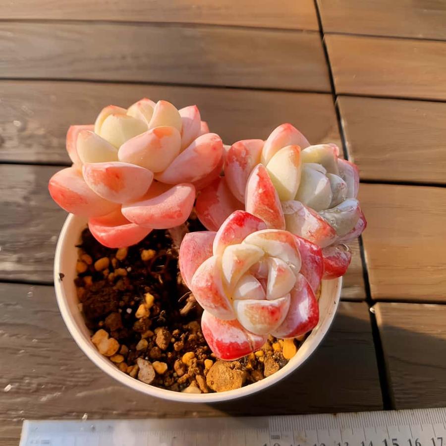 農園直売 多肉植物 寄せ植え エケベリア属 優品 アイスグリーン（群