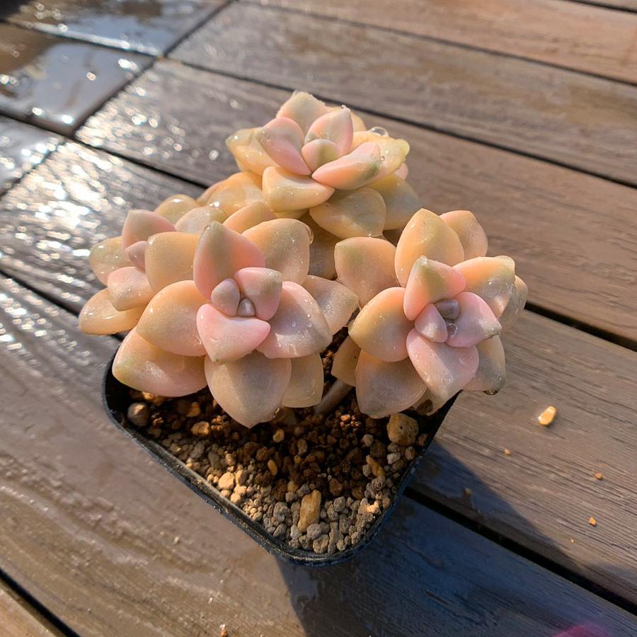 農園直売 多肉植物 寄せ植え グラプトべリア属 ティテュバンス錦（群