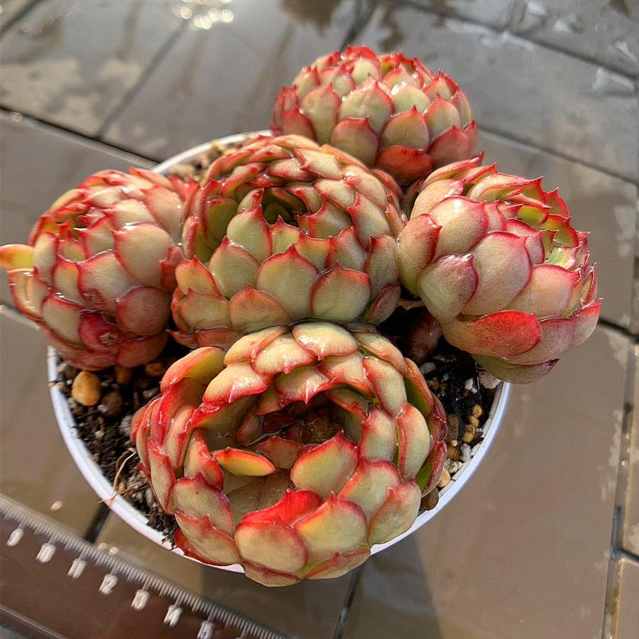 農園直売 多肉植物 寄せ植え エケベリア属 ドリームローズ（群