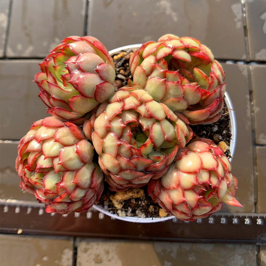 農園直売 多肉植物 寄せ植え エケベリア属 ドリームローズ（群