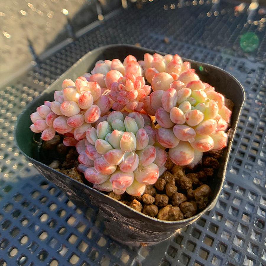 農園直売 多肉植物 寄せ植え エケベリア属 真珠の玉 新品種 抜き苗