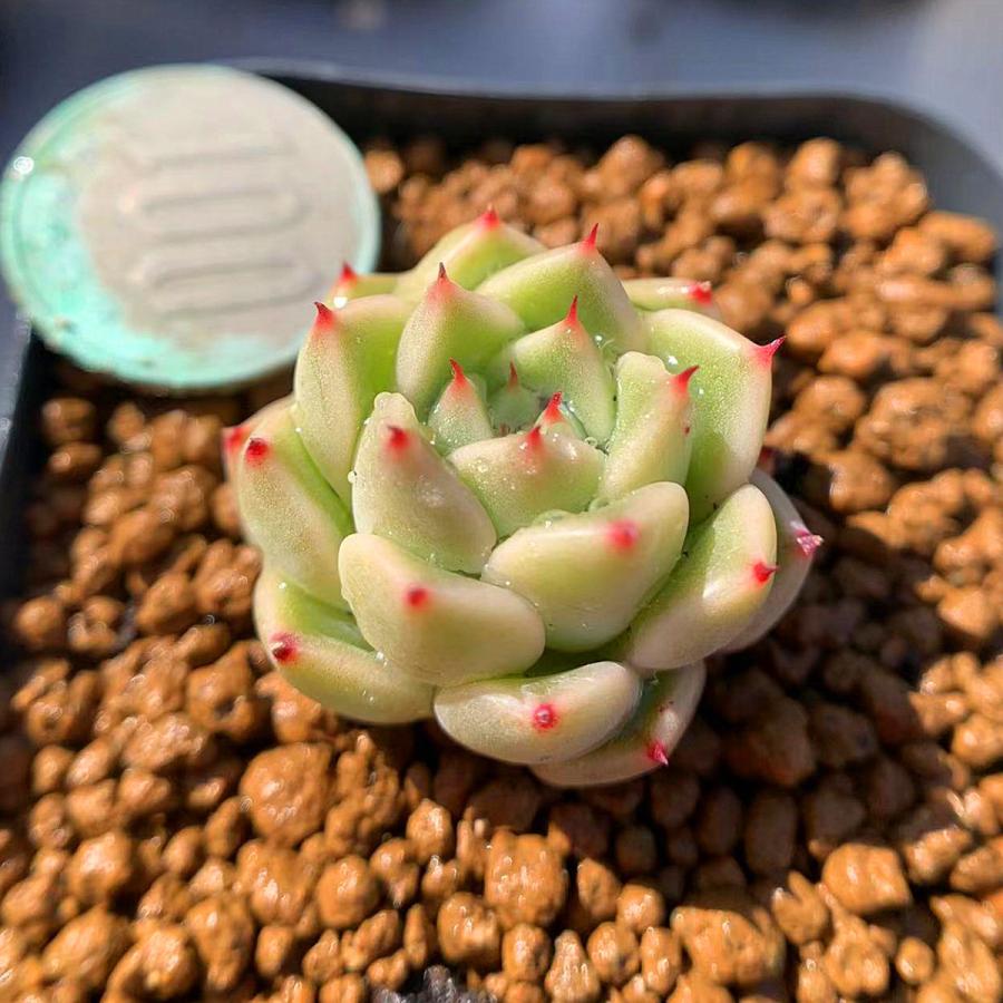 農園直売 多肉植物 寄せ植え エケベリア属 石英 抜き苗 観葉植物 インテリア 多肉専門VERVE :10532:多肉専門VERVE - 通販 - Yahoo!ショッピング 農園直売 多肉植物 寄せ植え エケベリア属 石英 抜き苗 観葉植物 インテリア 多肉専門VERVE :10532:多肉専門VERVE - 通販 - Yahoo!ショッピング