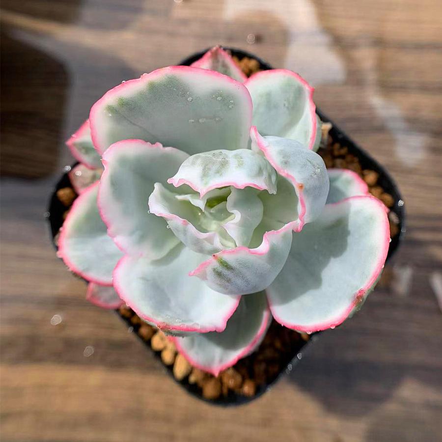 農園直売 多肉植物 寄せ植え エケベリア属 バークリーライト錦
