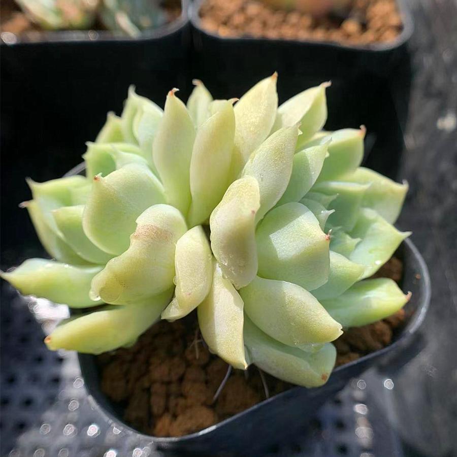 農園直売 多肉植物 寄せ植え エケベリア属 ホワイトジェイドクイーン(2頭) 新品種 抜き苗 観葉植物 多肉専門VERVE :10537: 多肉専門VERVE - 通販 - Yahoo!ショッピング 農園直売 多肉植物 寄せ植え エケベリア属 ホワイトジェイドクイーン(2頭) 新品種 抜き苗 観葉植物 多肉専門VERVE :10537: 多肉専門VERVE - 通販 - Yahoo!ショッピング